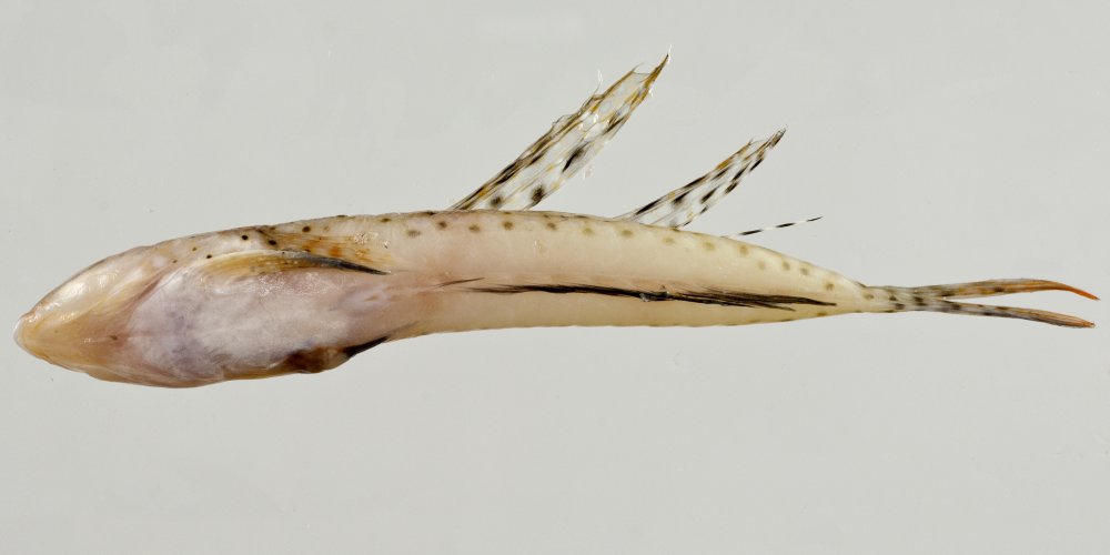 Callionymus maculatus Rafinesque, 1810